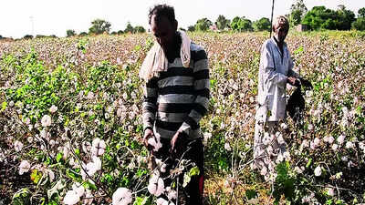 why-cotton-is-india39s-quotwhite-goldquot.jpg