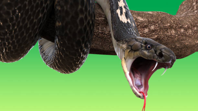 wife-sucked-venom-from-cobra-bitten-husband-to-save-him-but-ended-up-poisoned-too-doctors-warn-again.png